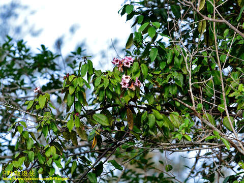 Image de Strophanthus gratus (Wall. & Hook.) Baill.