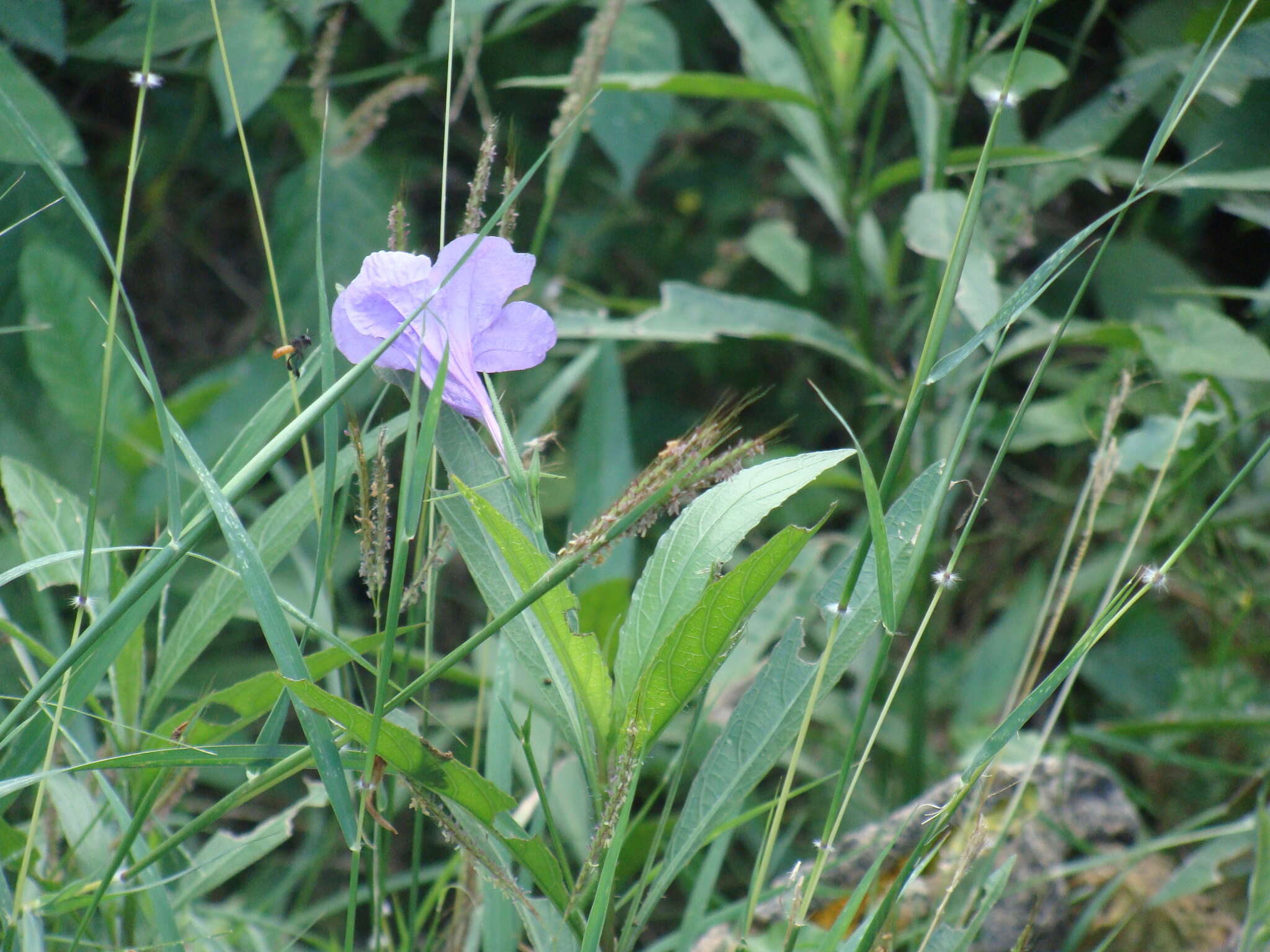 Image of hairyflower wild petunia