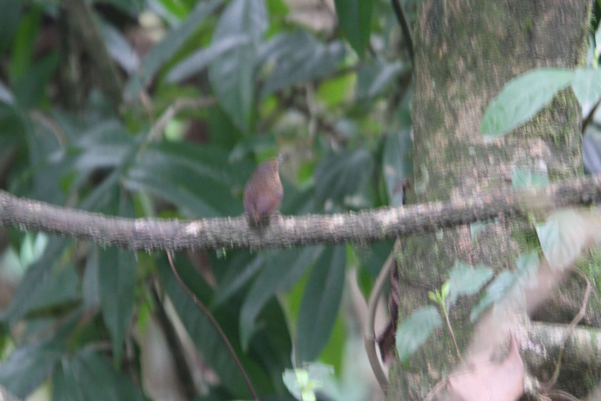 Image of Pygmy Cupwing