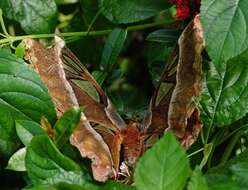 Image of Attacus caesar Maassen (1872)