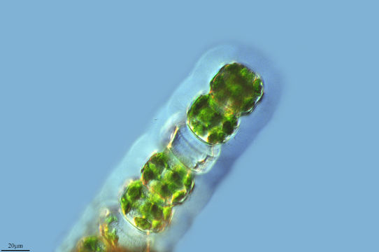 Image of <i>Desmidium grevillei</i>