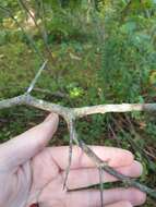 Слика од Crataegus chrysocarpa var. phoeniceoides J. B. Phipps & Sennikov