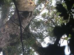 Image of Sickle-leaved Yellowwood