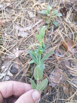 Image of Atocion armeria var. lituanicum (Zapal.) Niketic & Stevan.