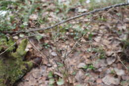 Image de Lonicera caerulea subsp. pallasii (Ledeb.) Browicz