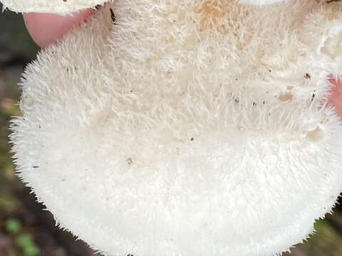 Image of Lignomyces