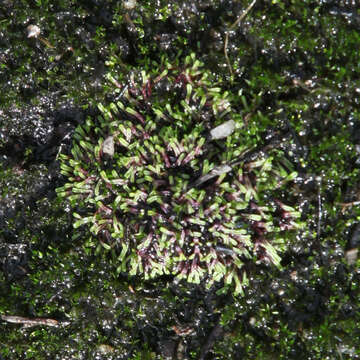 Image of Riccia multifida (Steph.) Steph.