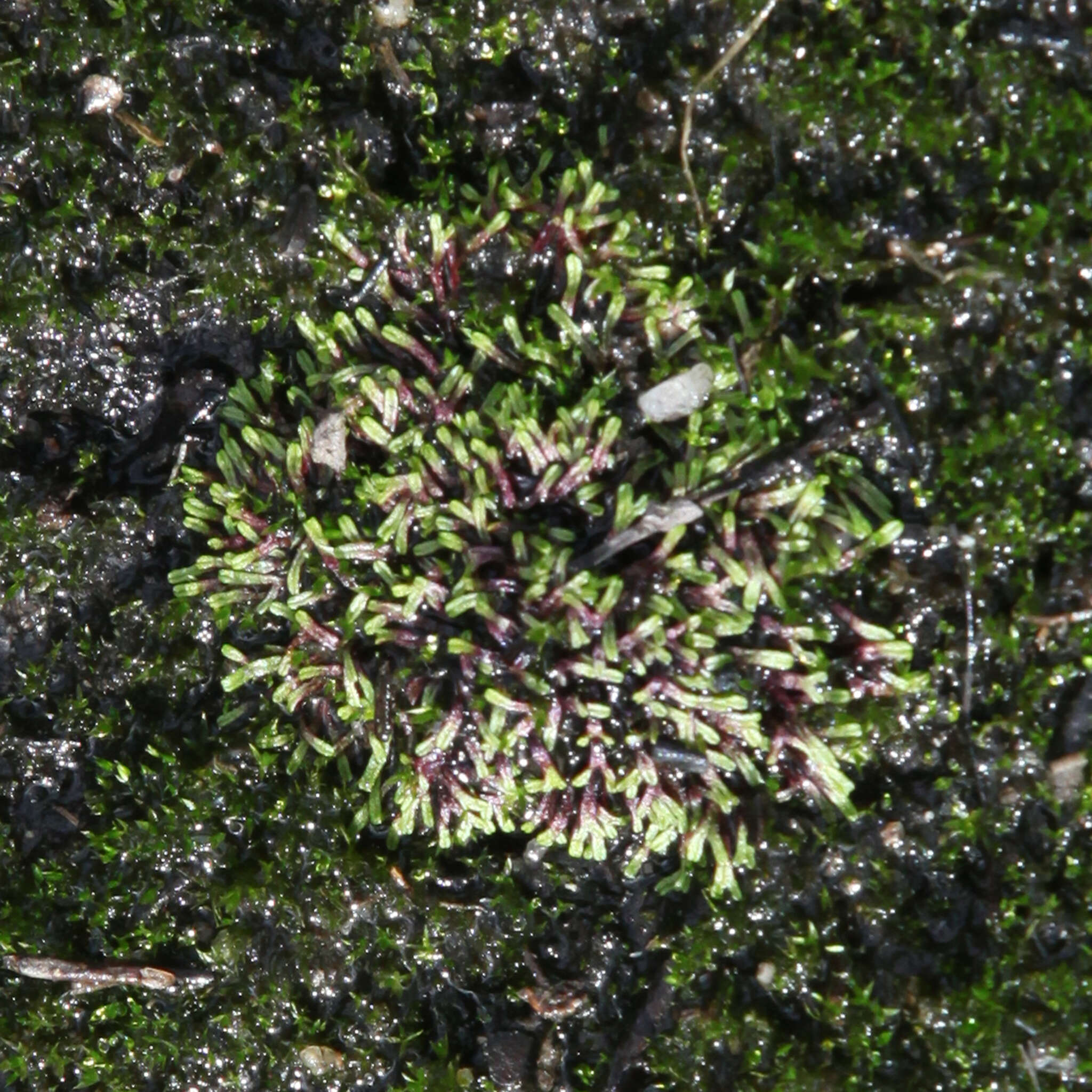 Image of Riccia multifida (Steph.) Steph.