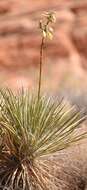 Image of Yucca utahensis McKelvey