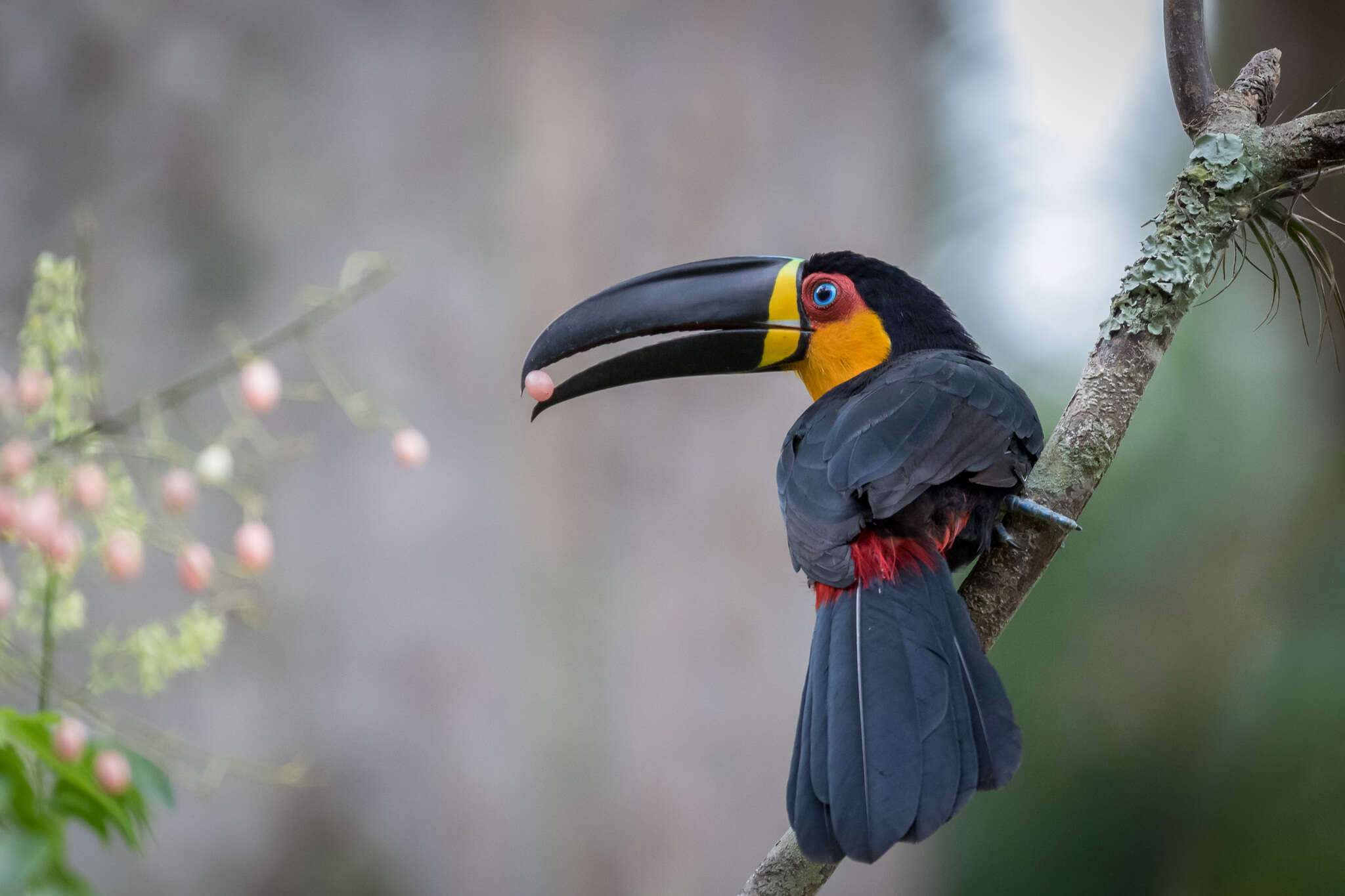 Image of Ramphastos vitellinus ariel Vigors 1826