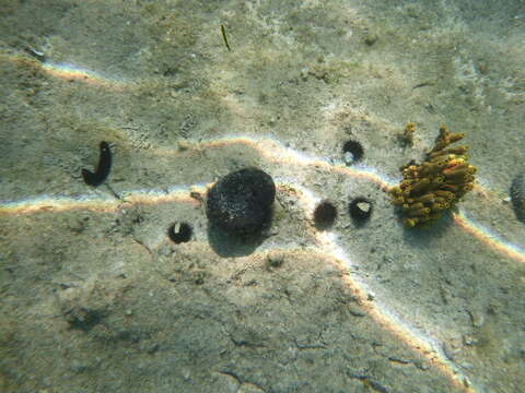 Image of black leather sponge