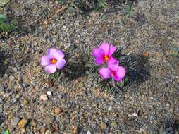 Image of Oxalis callosa Knuth