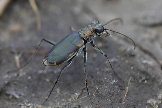 Image of Ellipsoptera nevadica lincolniana (Casey 1916)