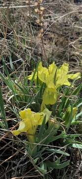 Image of Iris potaninii Maxim.