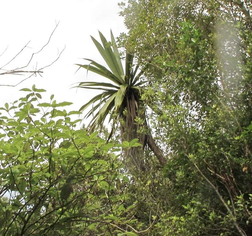 Image of Cordyline indivisa (G. Forst.) Endl.