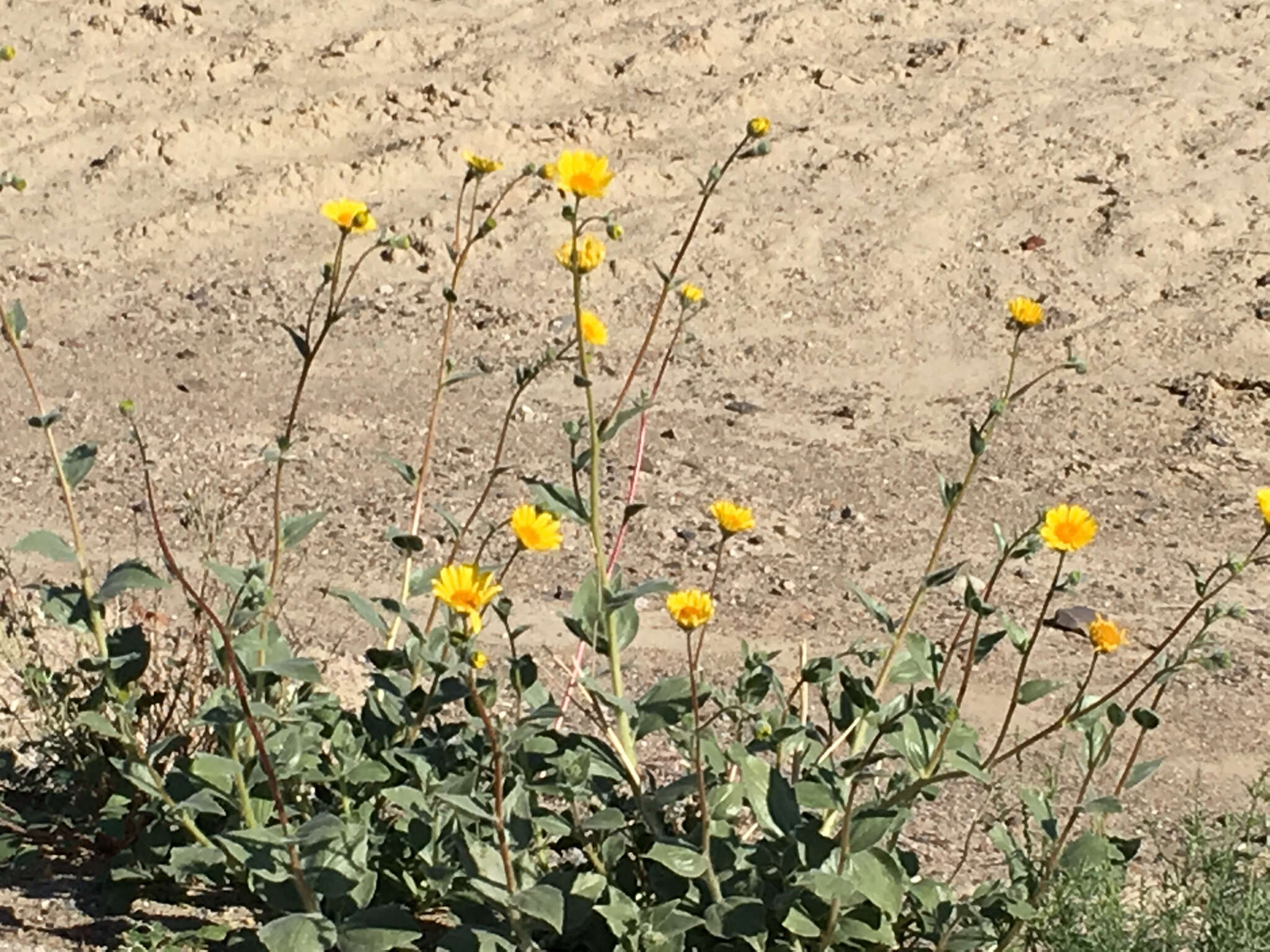 Image of hairy desertsunflower