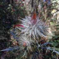 Image of Cirsium ehrenbergii Sch. Bip.