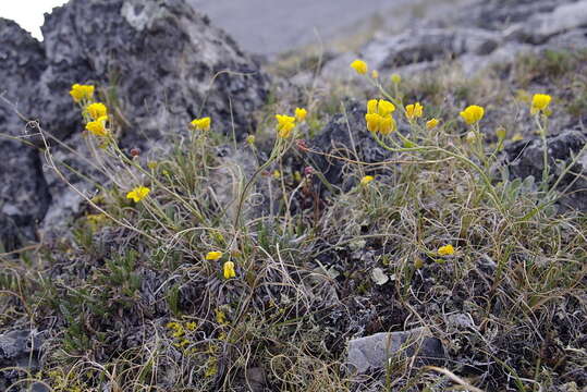 Image of Calder's bladderpod