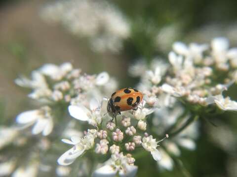 Image of Parenthesis Lady Beetle