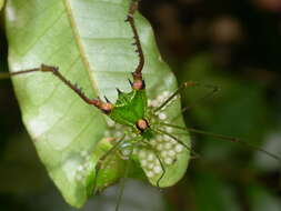 Image de Iguapeia melanocephala Mello-Leitão 1935