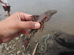 Hypostomus annectens (Regan 1904)的圖片