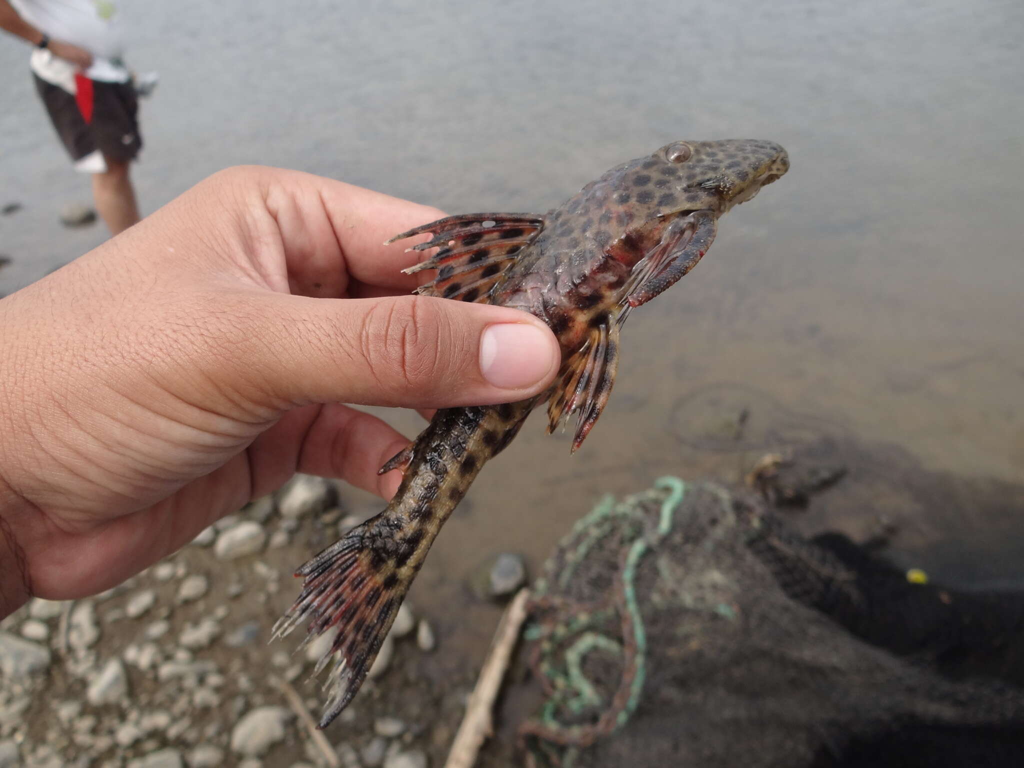 Hypostomus annectens (Regan 1904)的圖片