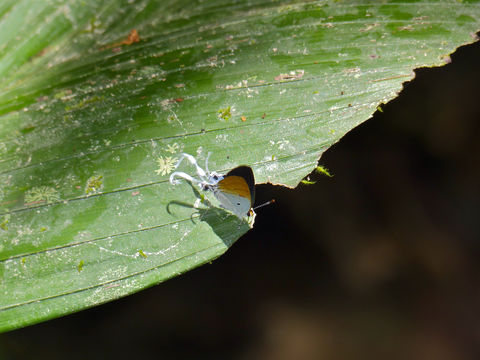 Image of <i>Zeltus amasa</i>