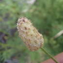 Image of Lumholtz's prairie clover