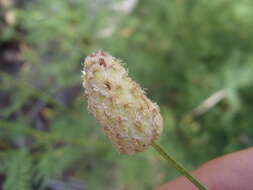 Image of Lumholtz's prairie clover