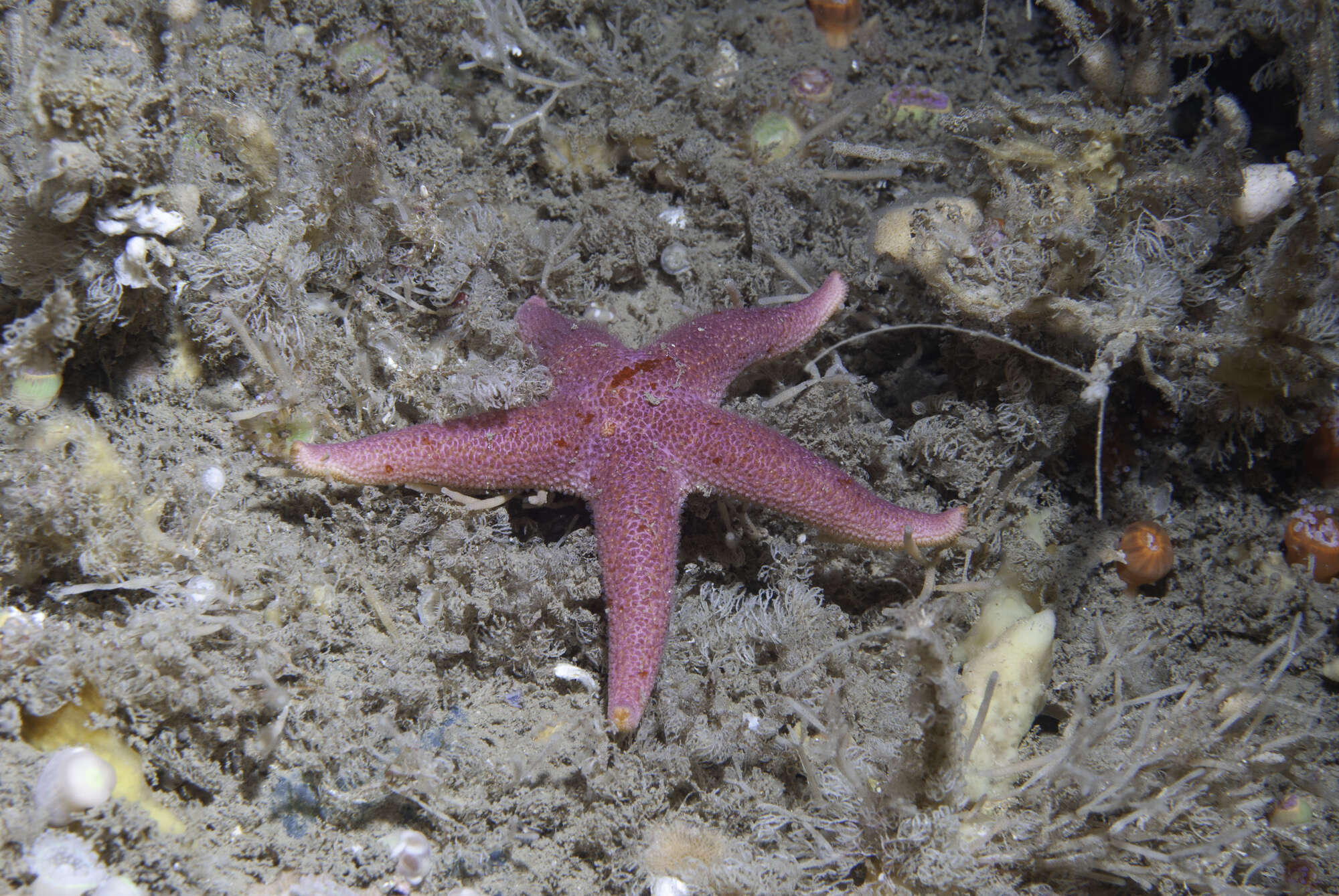 Image of Bloody Henry starfish