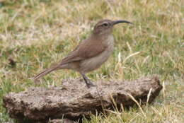 Image of Buff-breasted Earthcreeper