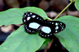 Imagem de Neptis praslini Boisduval 1832