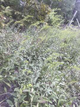 Image of gray goldenrod