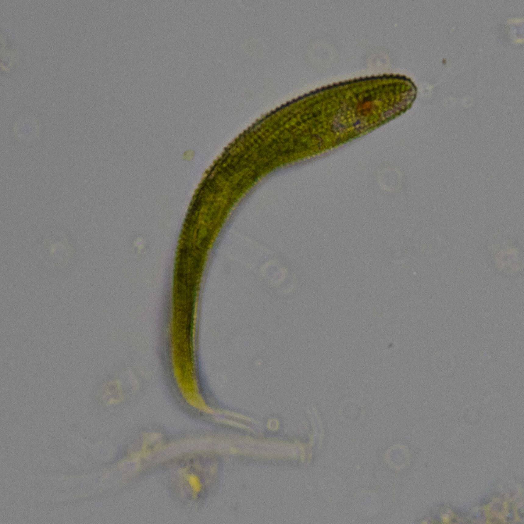 Image of Lepocinclis fusca