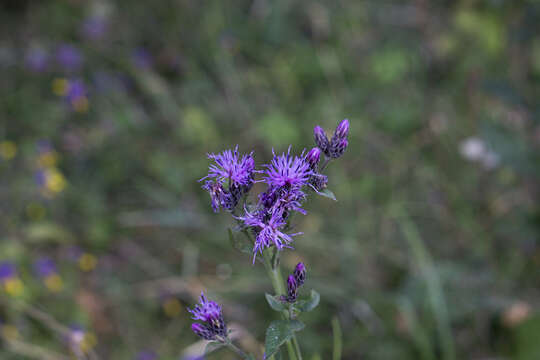 Plancia ëd Serratula tinctoria L.