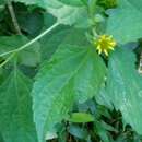 Image of Melanthera latifolia (Gardn.) Cabrera