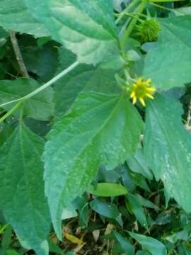 Image of Melanthera latifolia (Gardn.) Cabrera