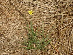 Image de Tragopogon longifolius Heldr. & Sart.