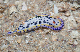 Image de Hypselodoris maritima (Baba 1949)