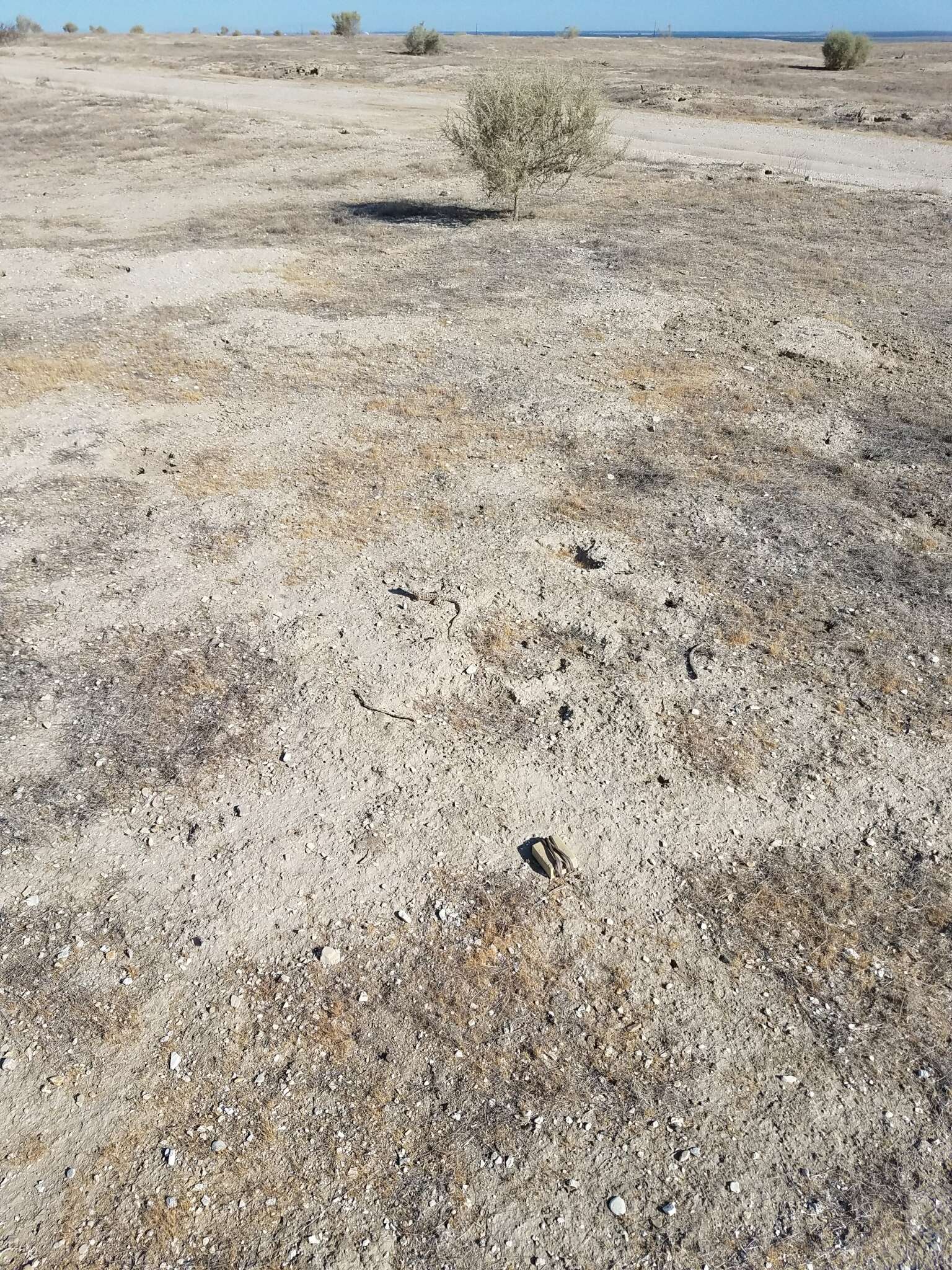 Image of Bluntnose Leopard Lizard