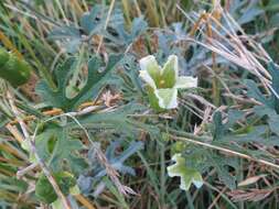 صورة Cayaponia bonariensis (Mill.) Mart. Crov.