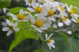 Image of Montanoa leucantha (Lag. & Segura) S. F. Blake