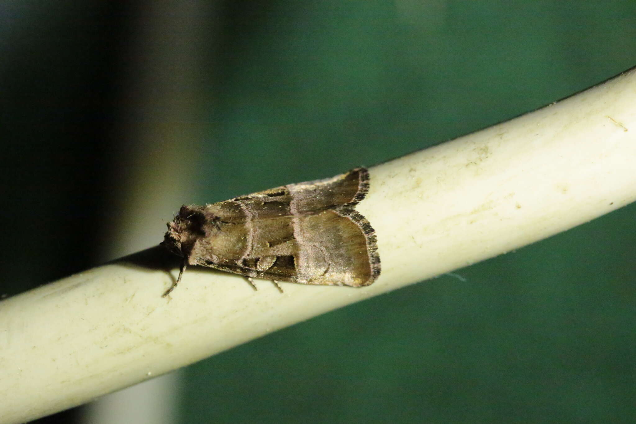 Image of Eucarta amethystina Hübner 1802