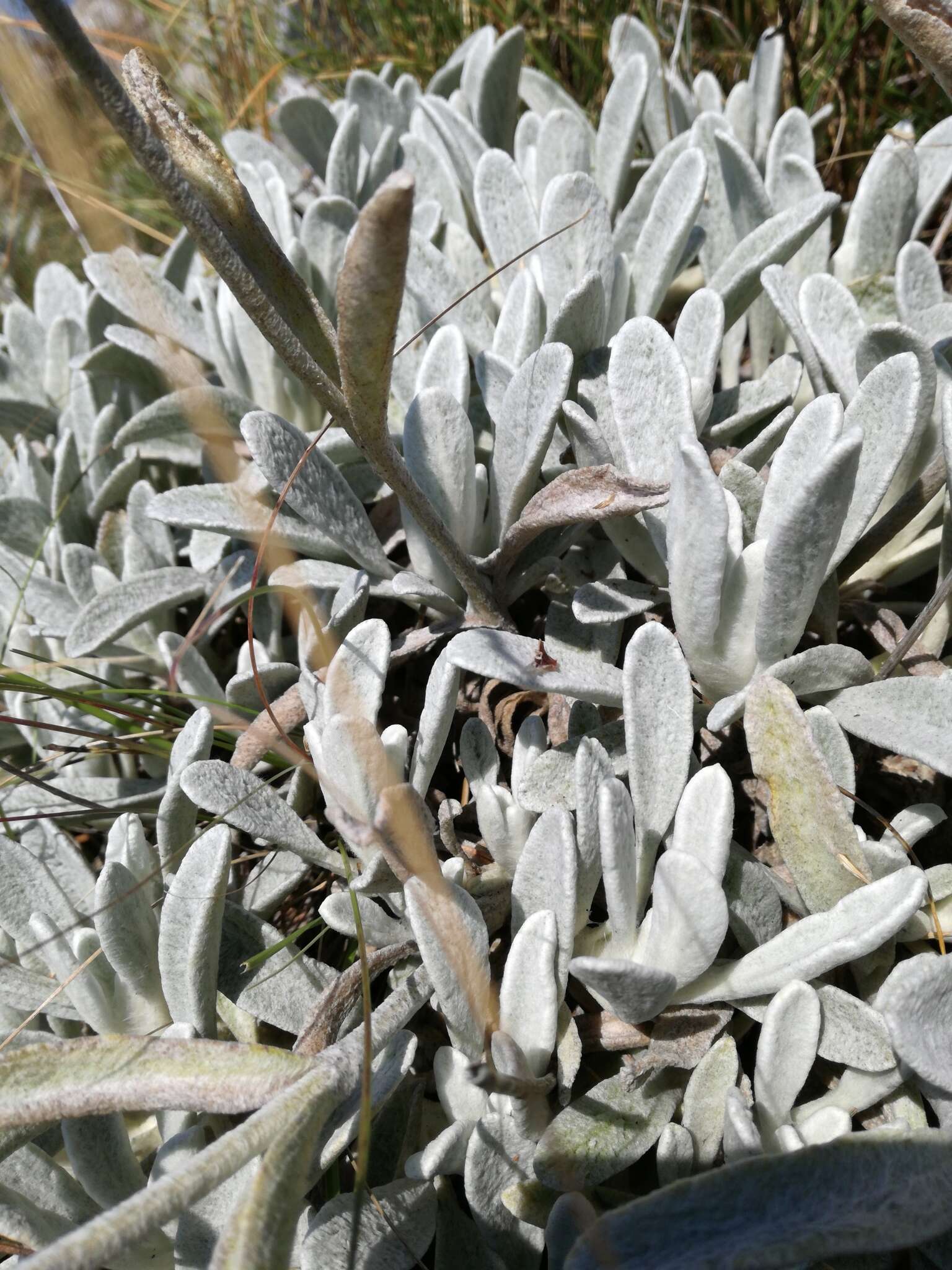 Image of Sideritis italica (Mill.) Greuter & Burdet