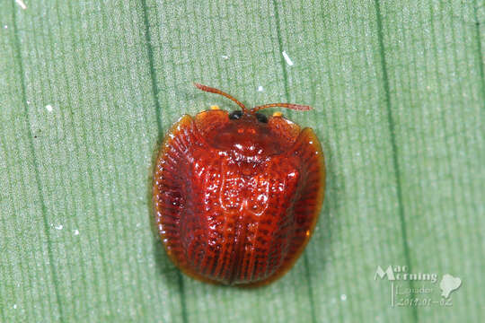 Image of Spaethiella sanguinea (Fabricius 1801)