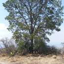 Image of Quercus grahamii Benth.