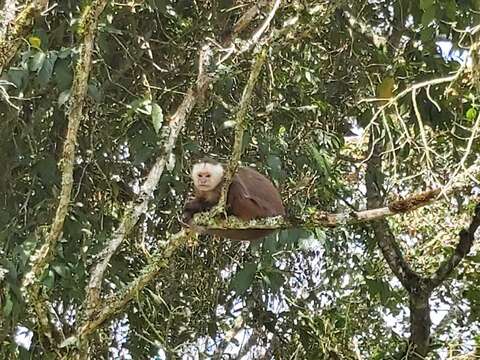 Image of varied capuchin