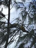 Image of Varied Honeyeater