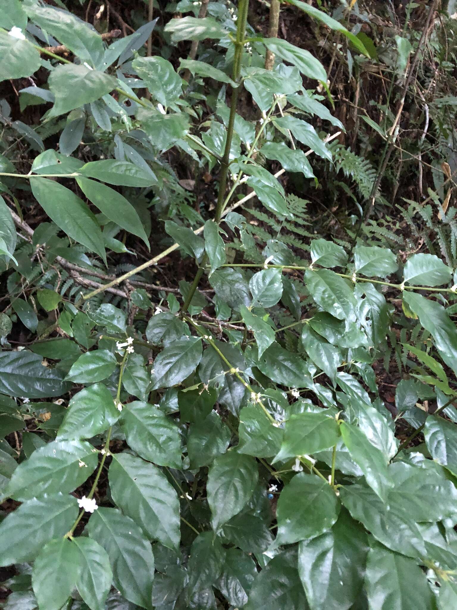 Lasianthus fordii var. microphyllus (Elmer) H. Zhu resmi