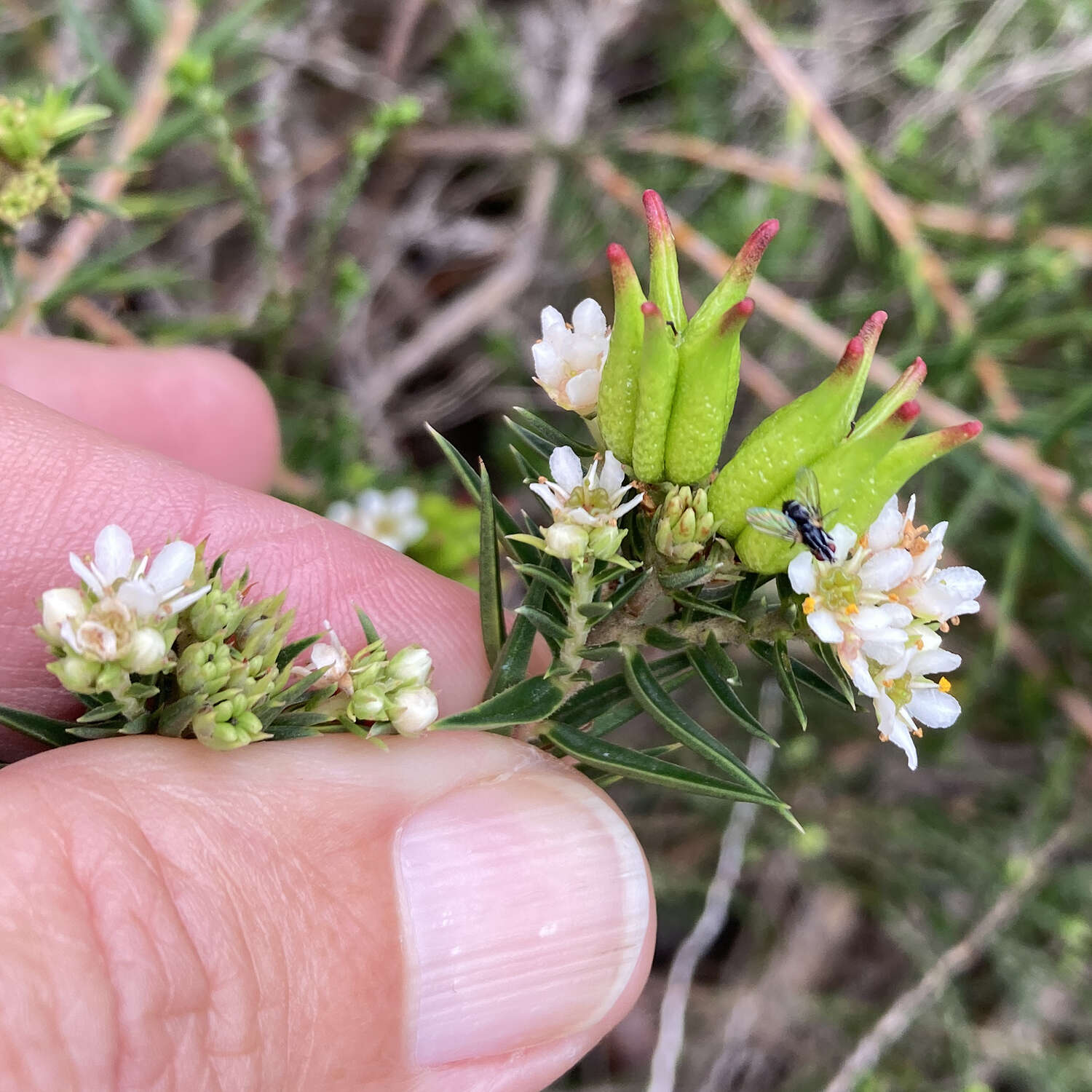 Image of Diosma subulata Wendl.